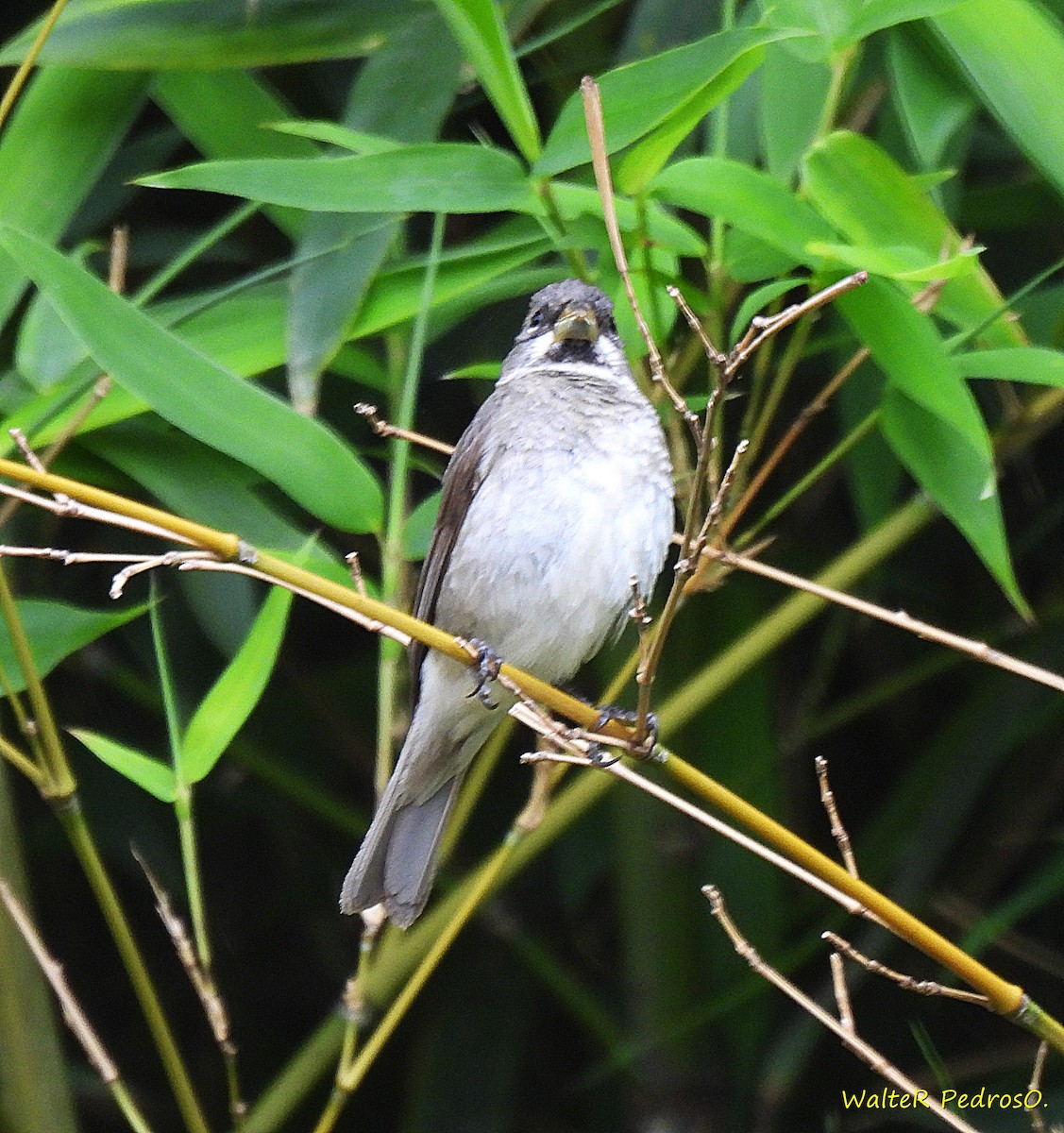 Double-collared Seedeater - ML646599568