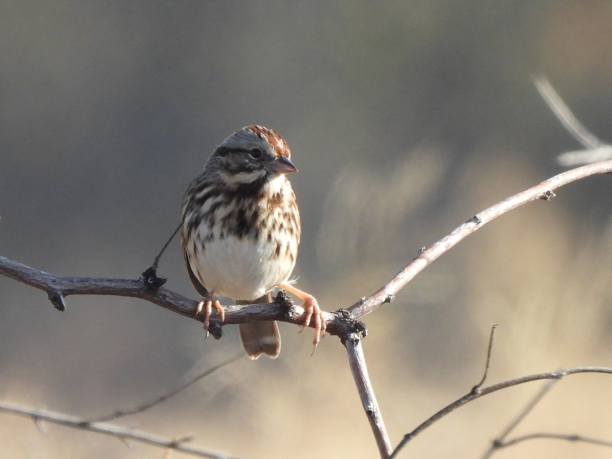 Song Sparrow - ML646599569