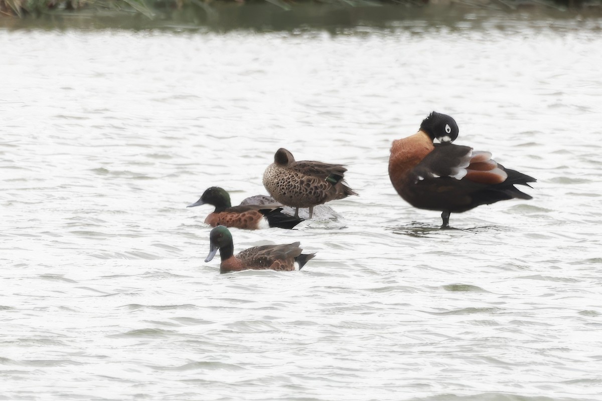 Chestnut Teal - ML646599570