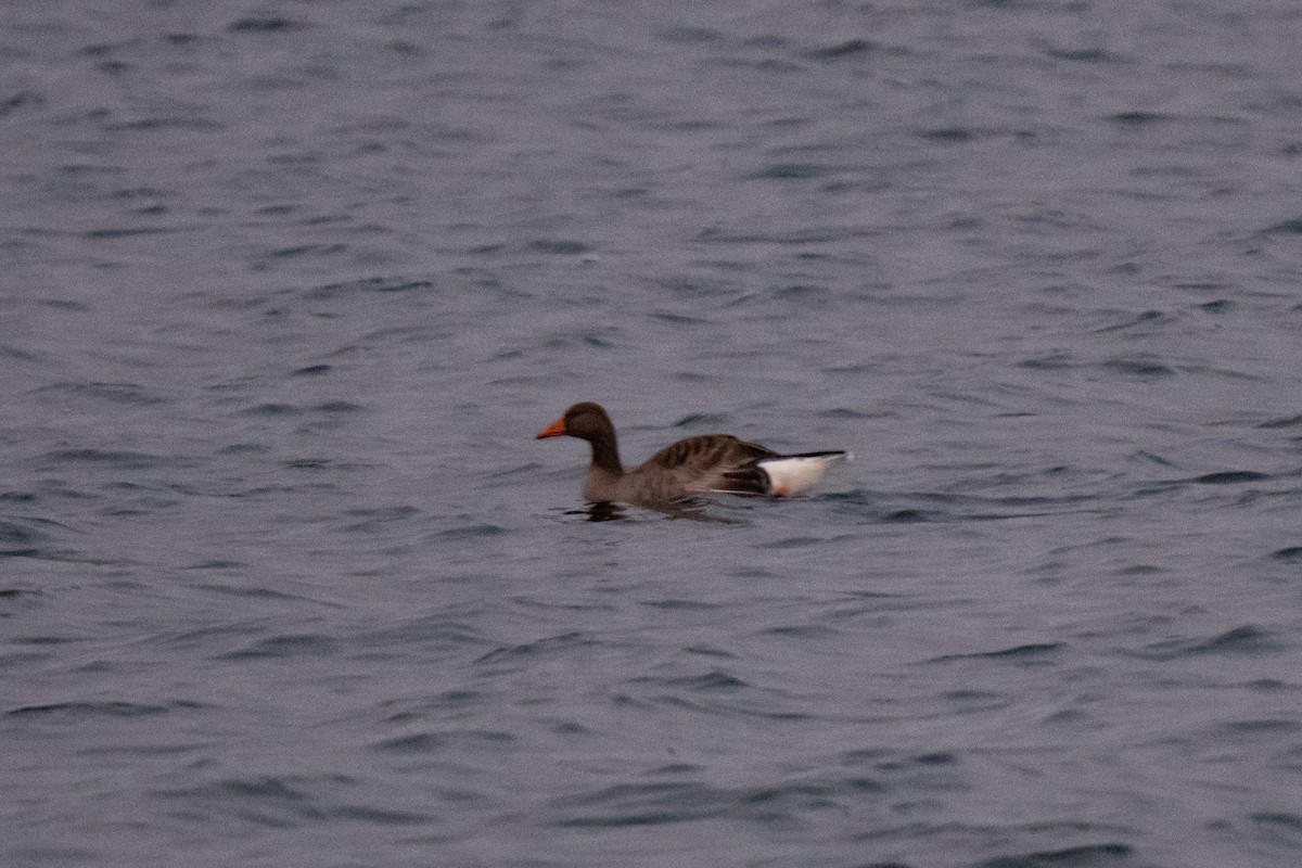 Graylag Goose - ML646599572