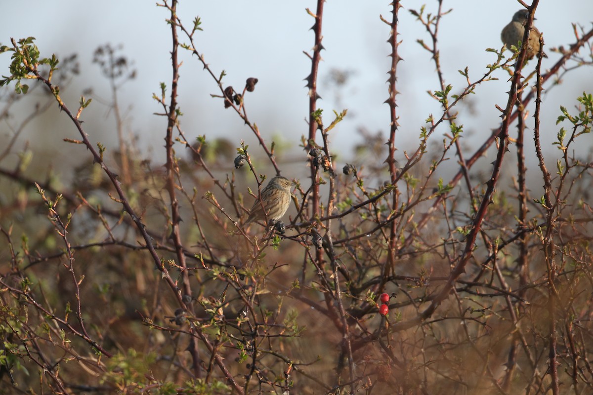 Dunnock - ML646599573