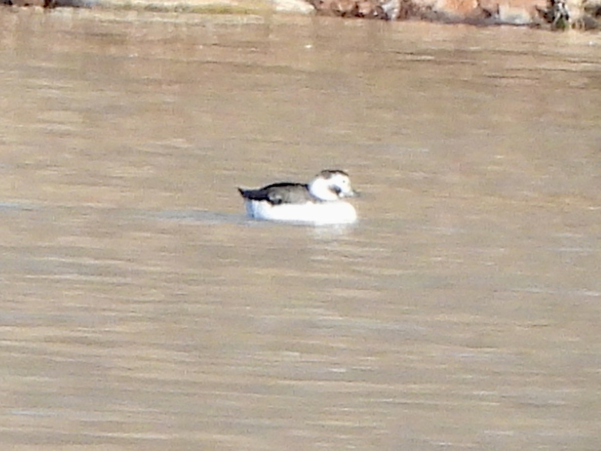 Мөнгөлөг шунгаахай - ML646599574