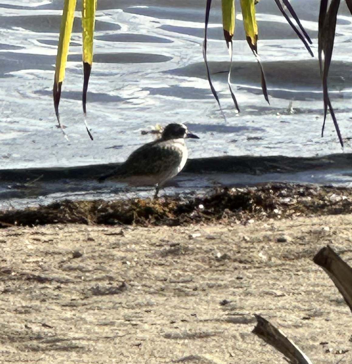 חופזי מנומר - ML646599586