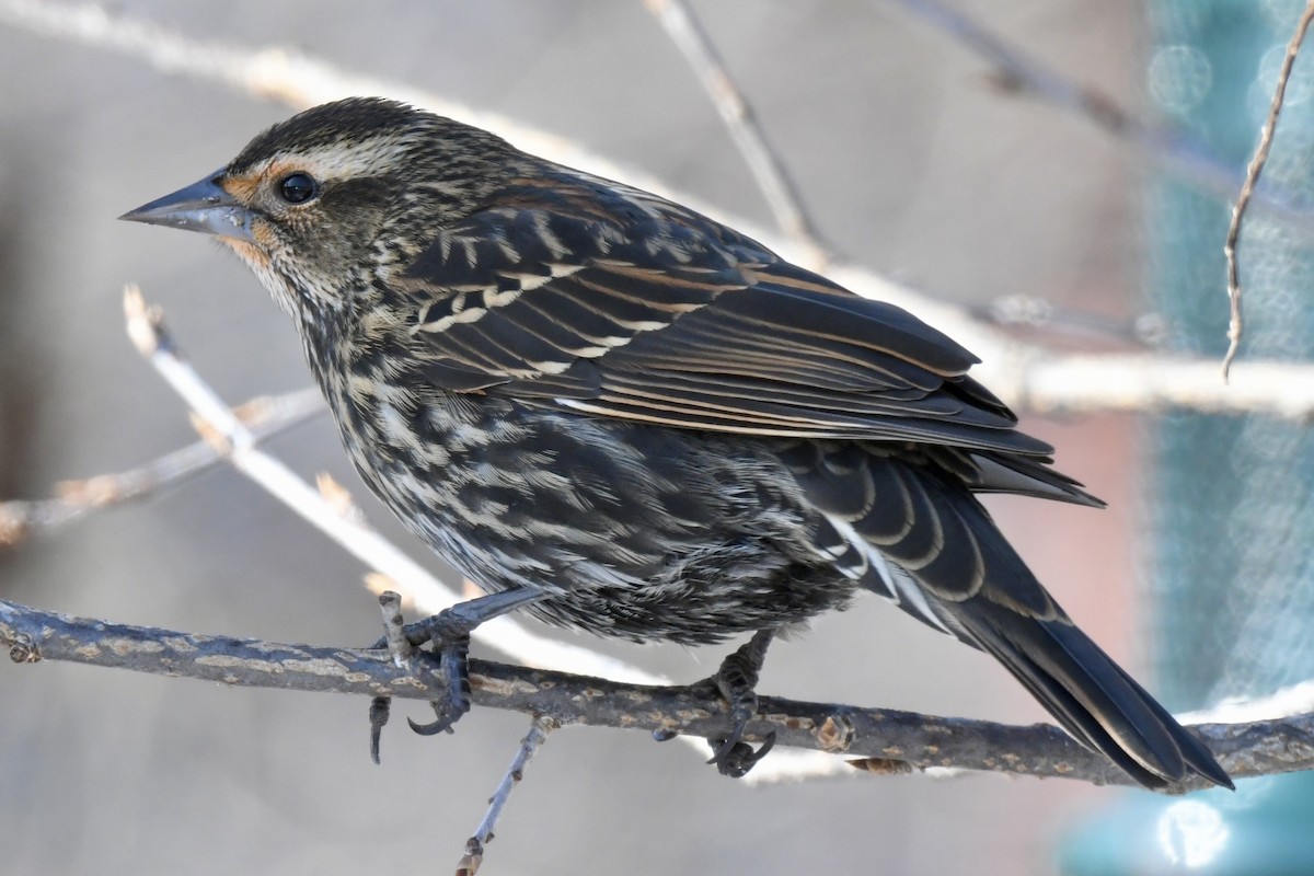 Red-winged Blackbird - ML646599596