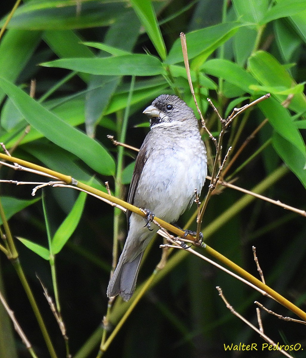 Double-collared Seedeater - ML646599600