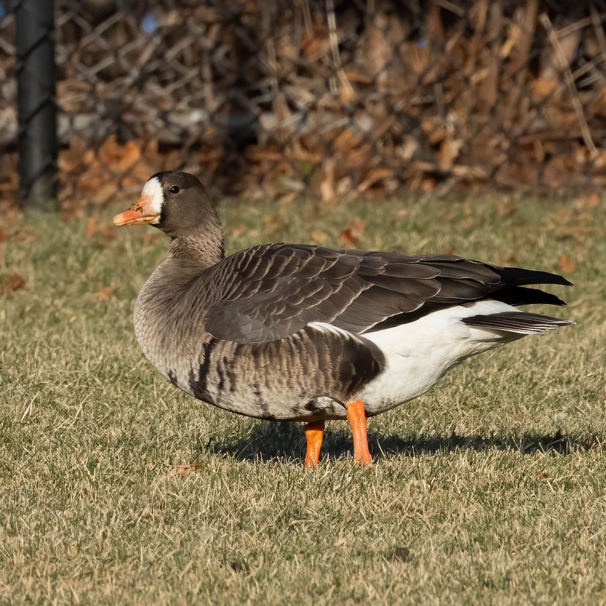 Greater White-fronted Goose - ML646599601