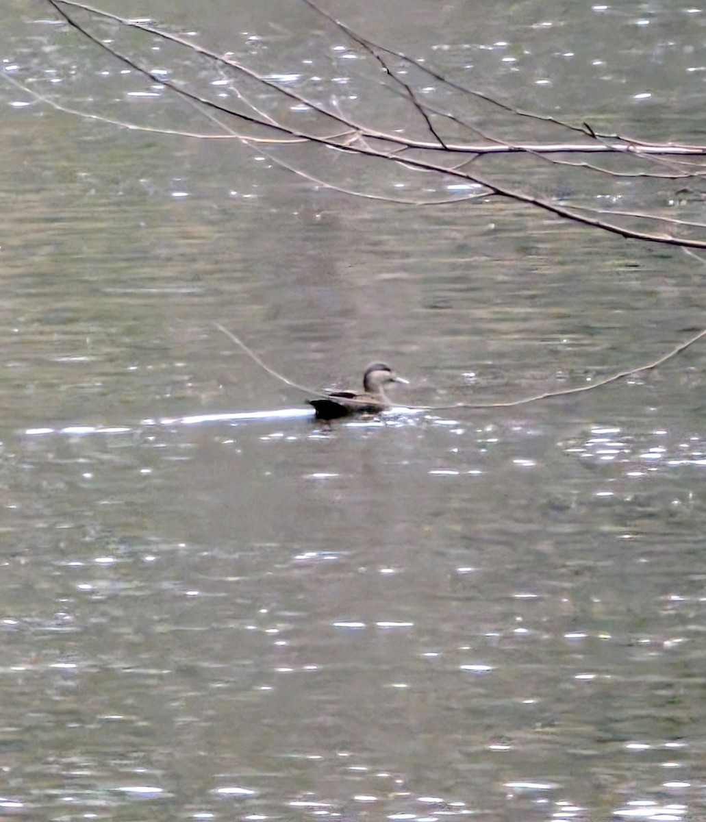 American Black Duck - ML646599603