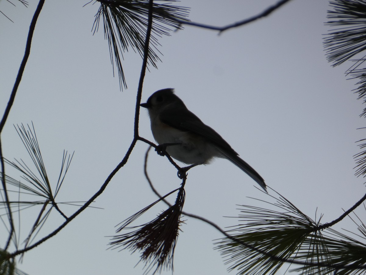 Tufted Titmouse - ML646599607