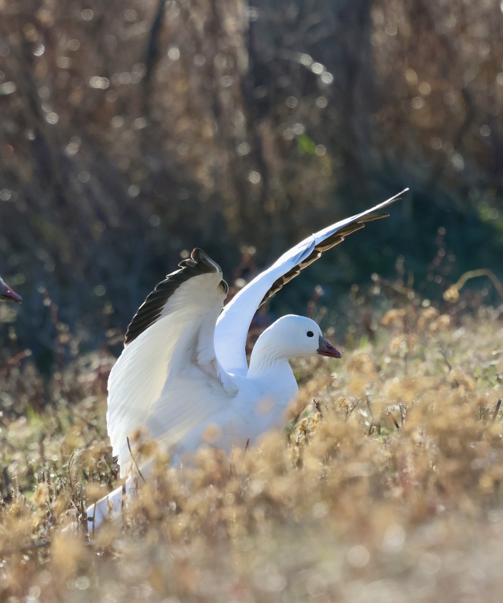 Ross's Goose - ML646599612