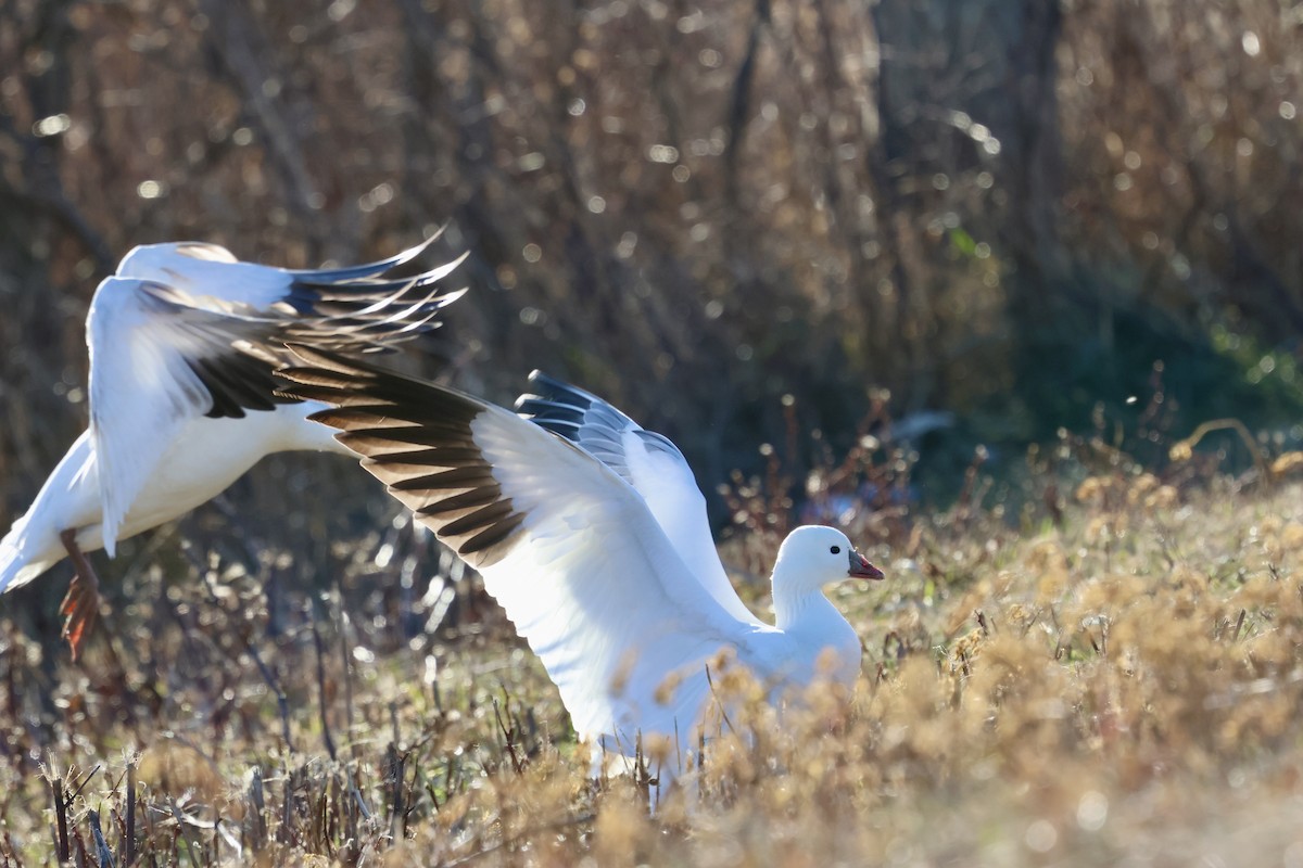 Ross's Goose - ML646599613
