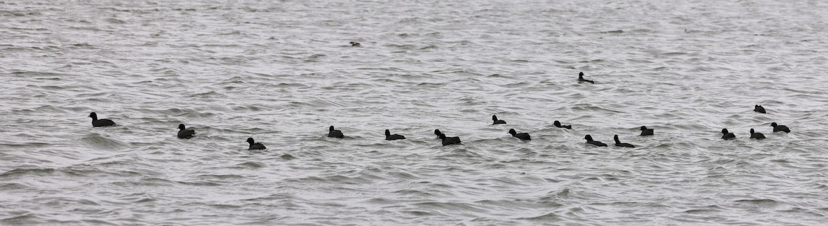 אגמית מצויה - ML646599614