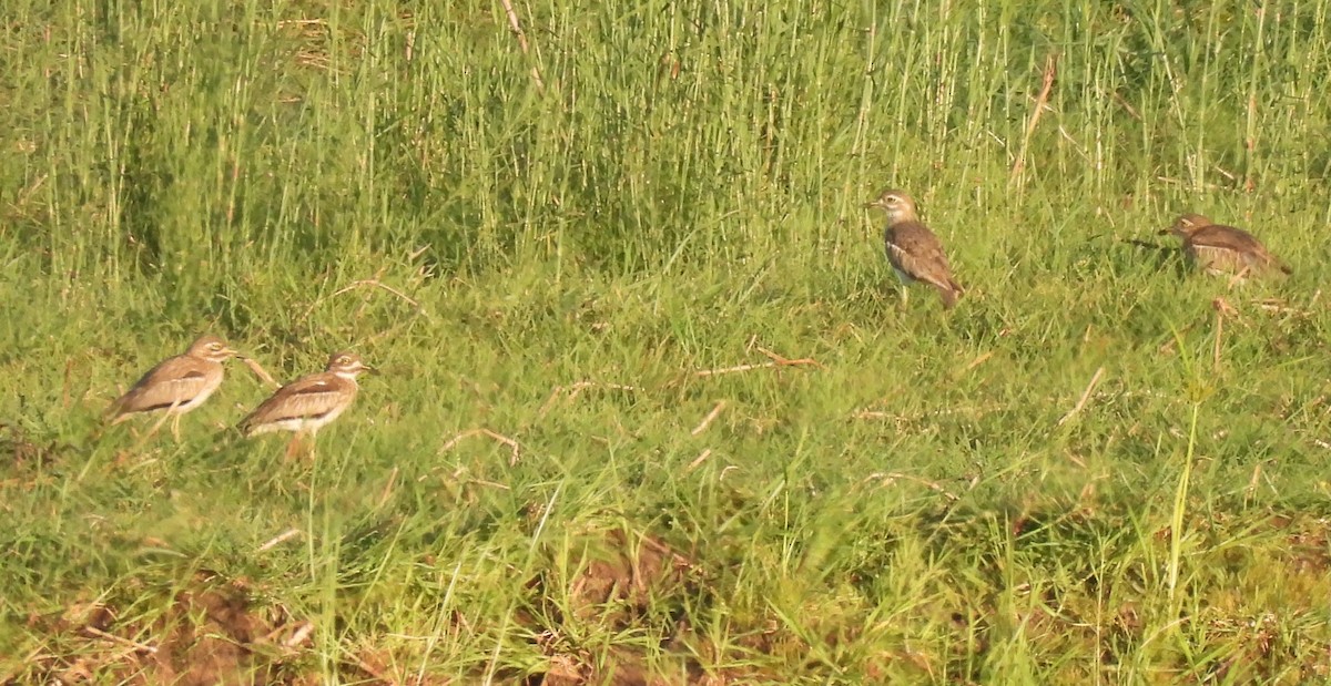 Oedicnème vermiculé - ML646599618