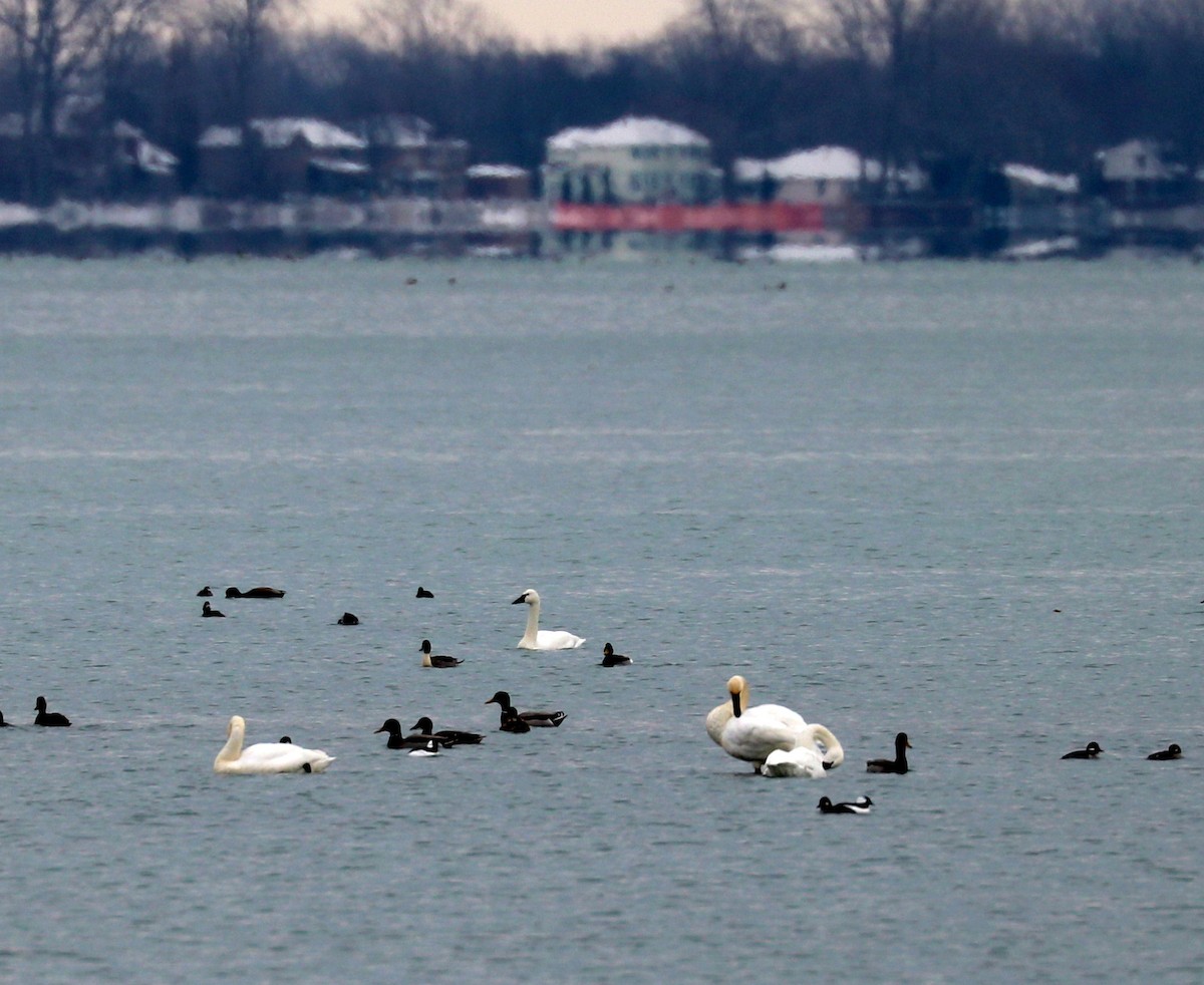 Northern Pintail - ML646599624