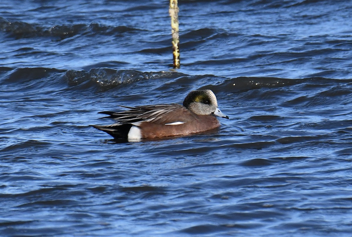 American Wigeon - ML646599626