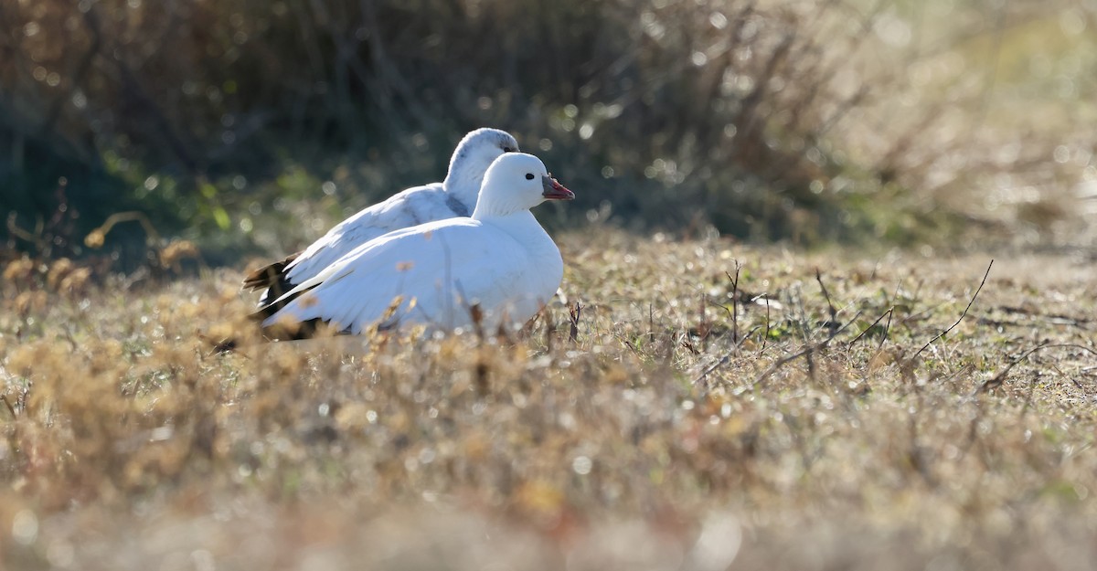 Ross's Goose - ML646599627