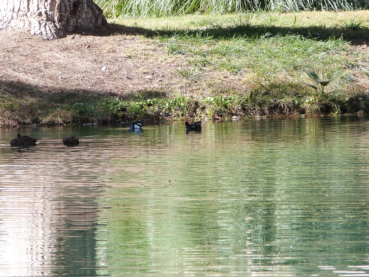 Hooded Merganser - ML646599628
