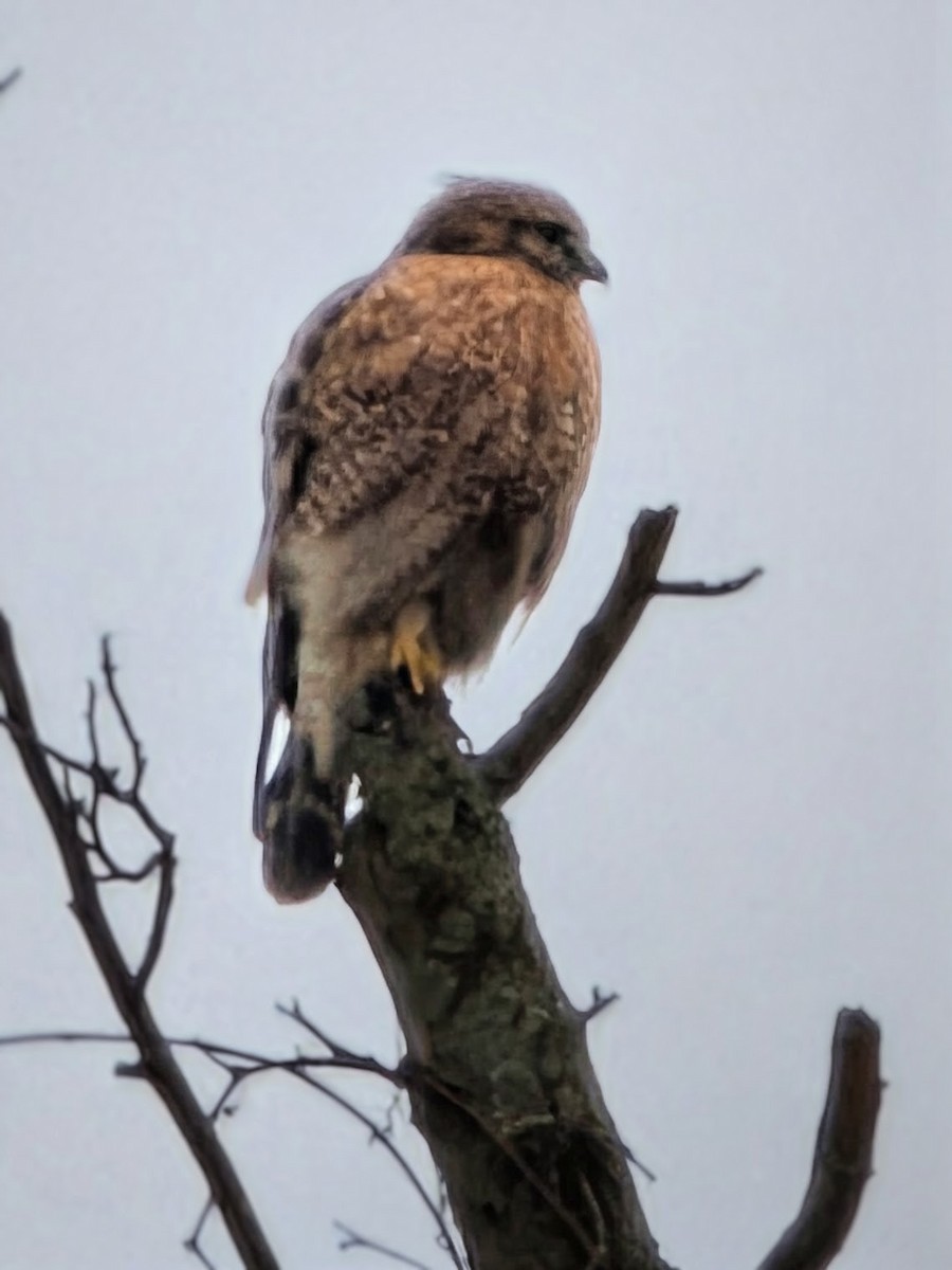 Red-shouldered Hawk - ML646599629