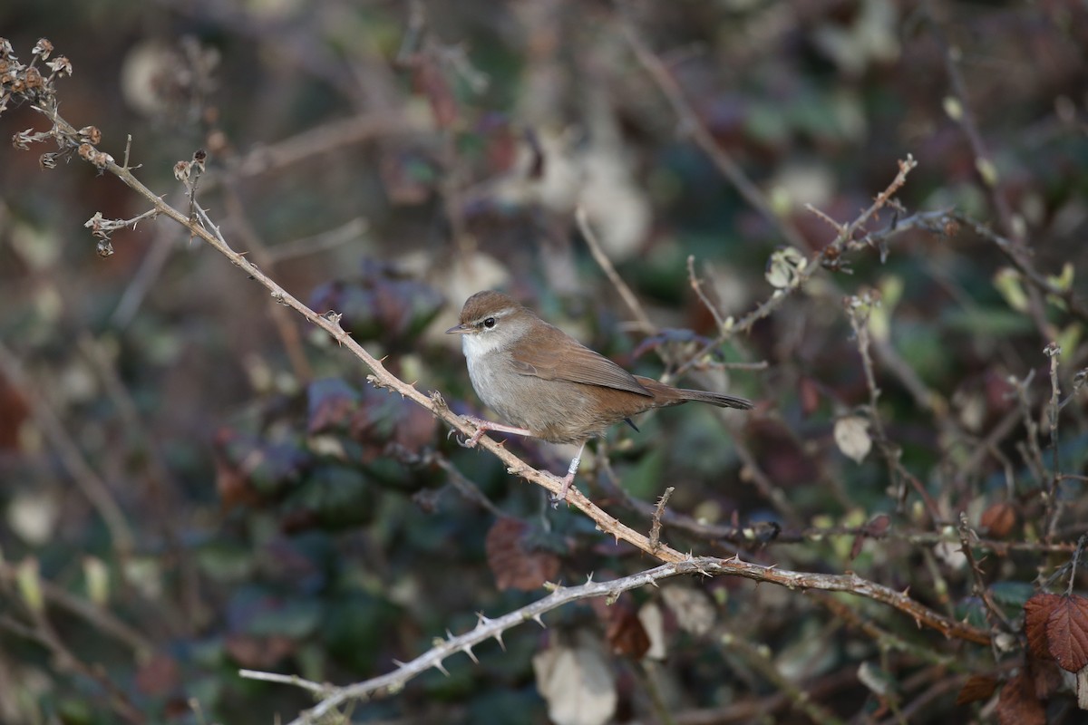 Cetti's Warbler - ML646599631