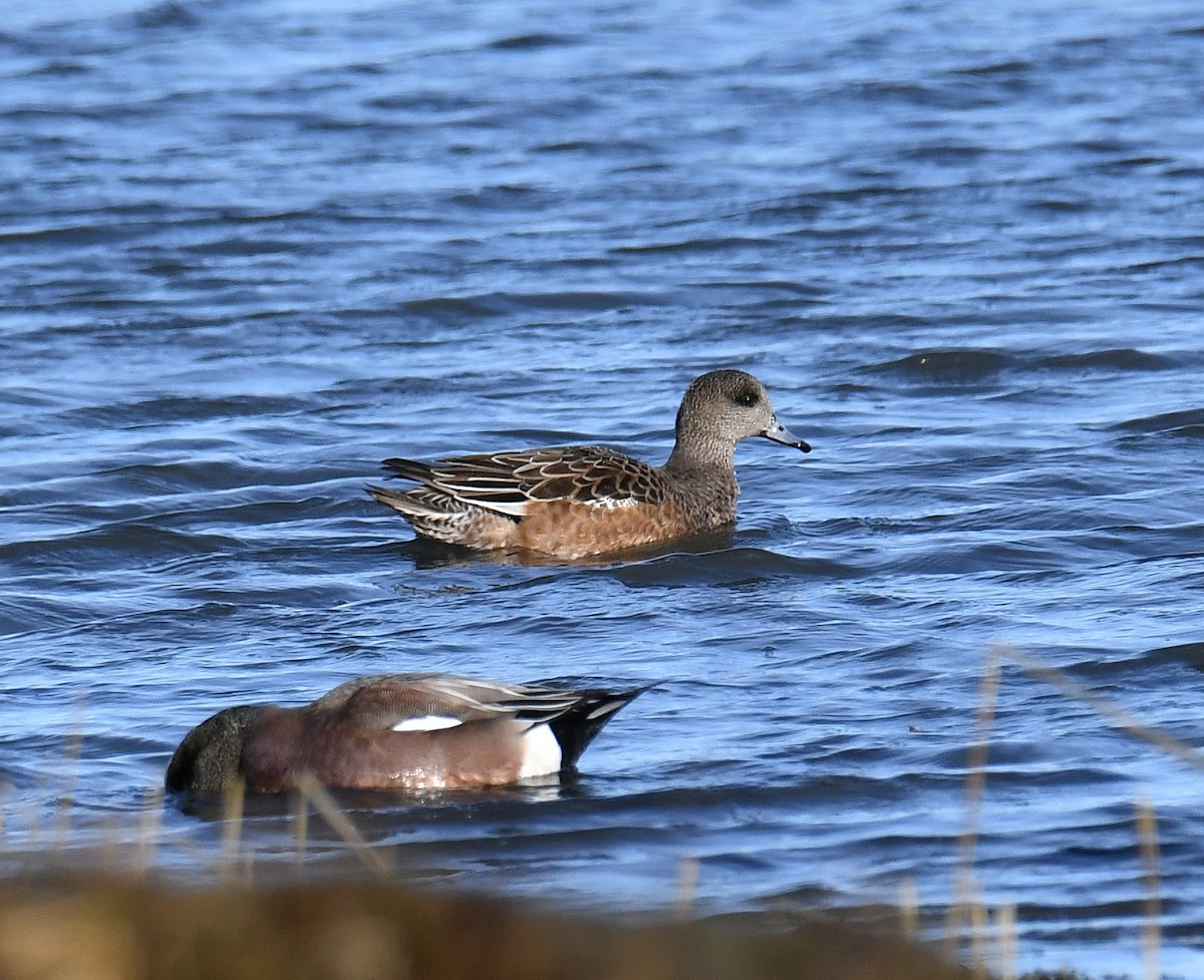 American Wigeon - ML646599633