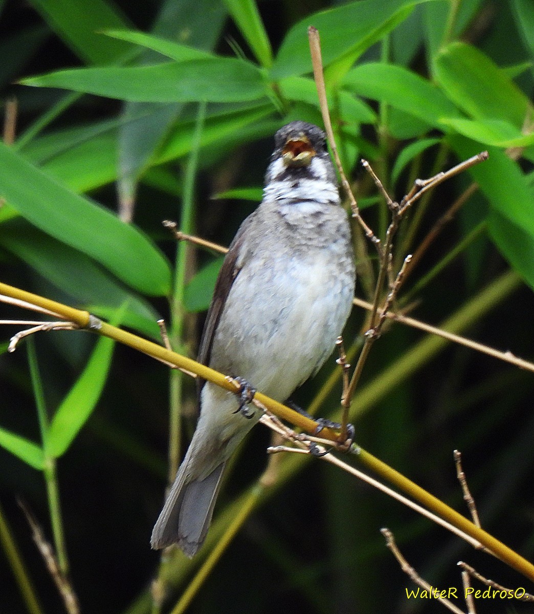 Double-collared Seedeater - ML646599636