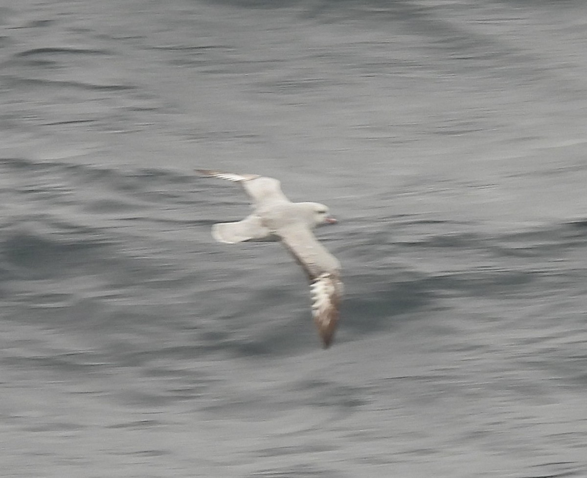 Southern Fulmar - ML646599638