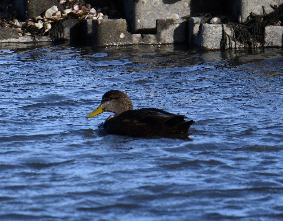 American Black Duck - ML646599642