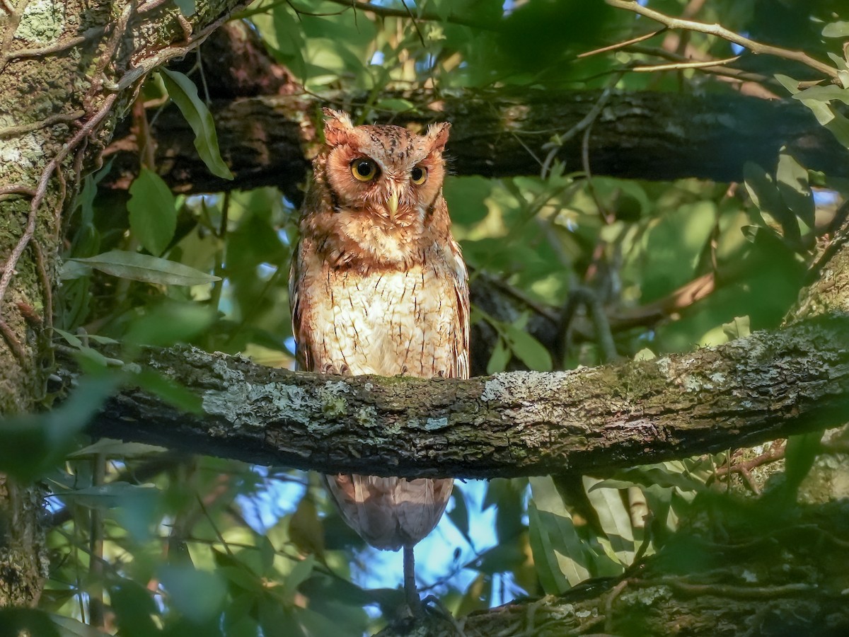 Long-tufted Screech-Owl - ML646599649