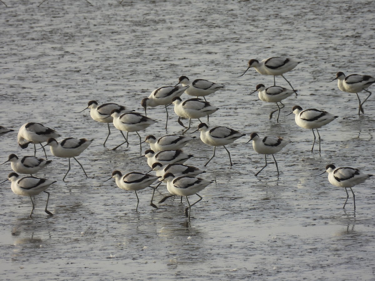 Abozeta kaskabeltza - ML646599652