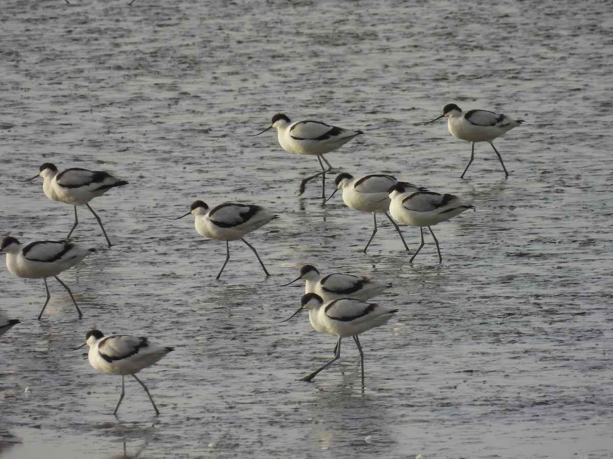 Abozeta kaskabeltza - ML646599653