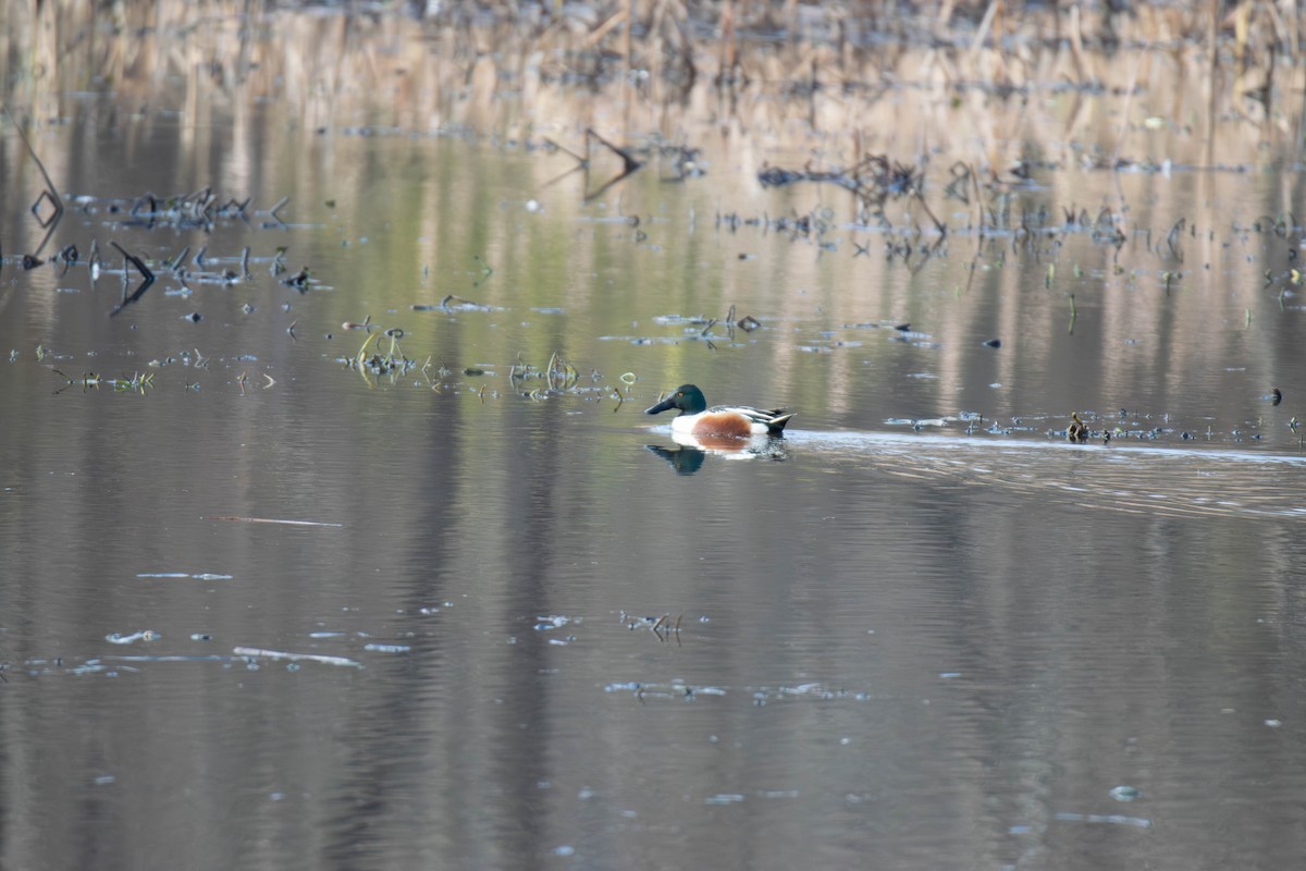Northern Shoveler - ML646599659