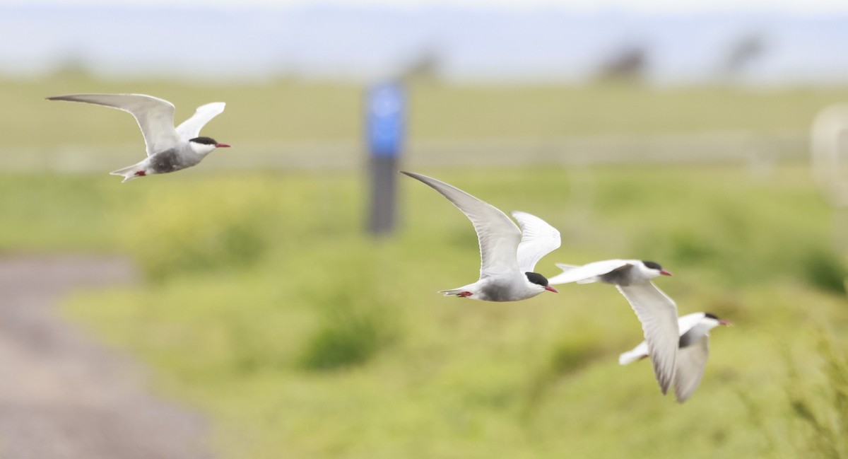 מירומית לבנת-לחי - ML646599660