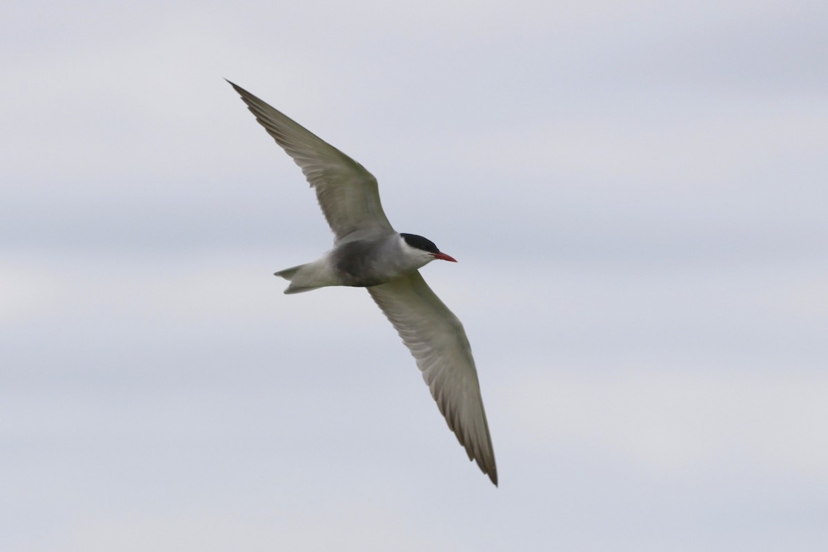 מירומית לבנת-לחי - ML646599661