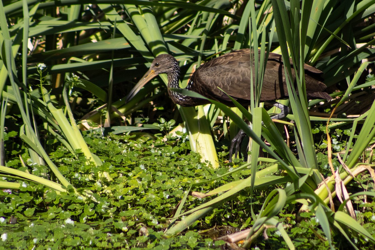 kurlan chřástalovitý - ML646599662