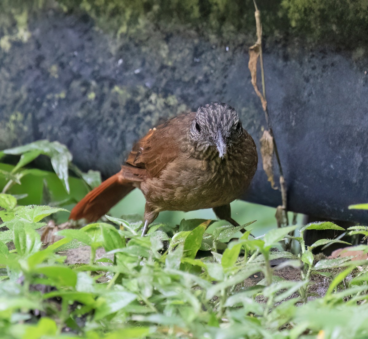Streak-capped Treehunter - ML646599684