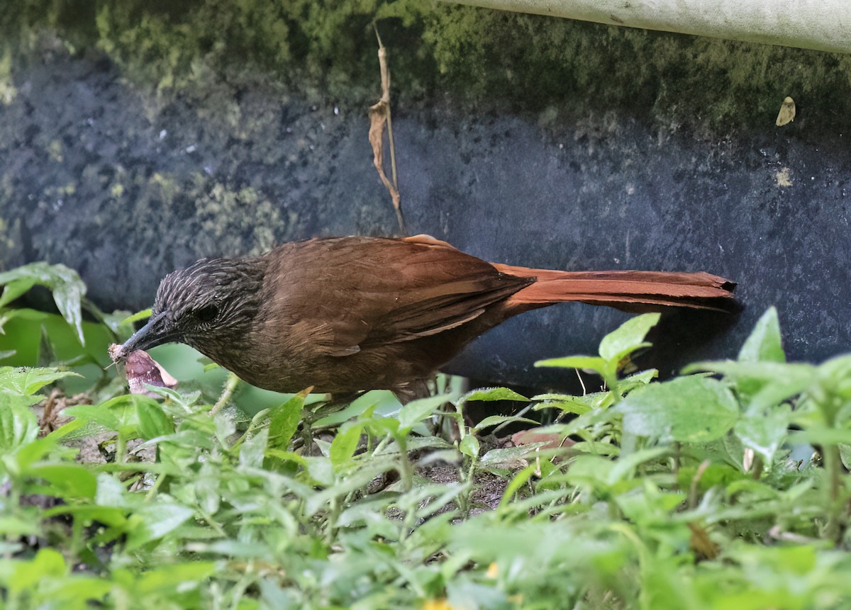 Streak-capped Treehunter - ML646599685