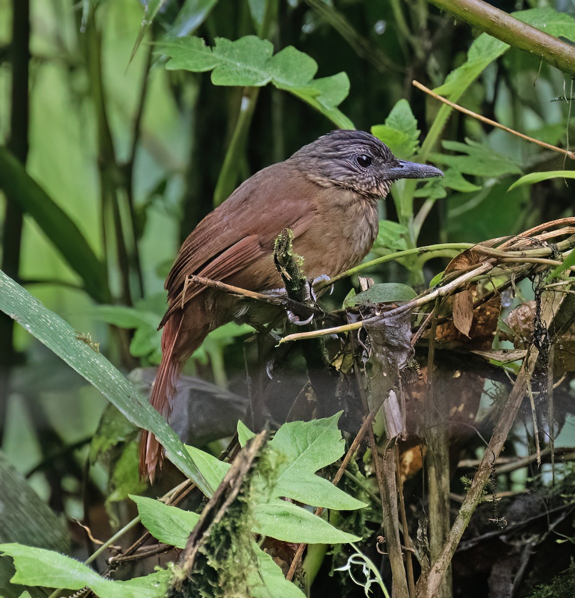 Streak-capped Treehunter - ML646599686