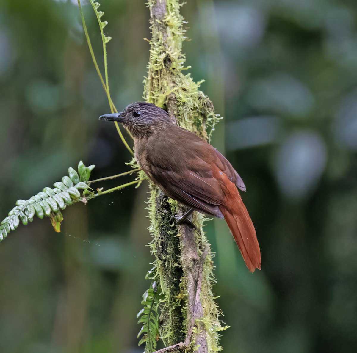 Streak-capped Treehunter - ML646599687