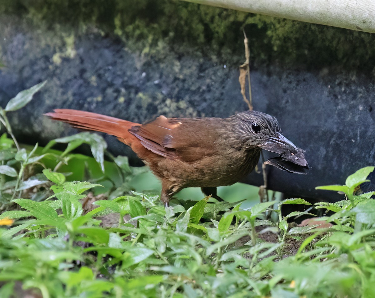 Streak-capped Treehunter - ML646599688
