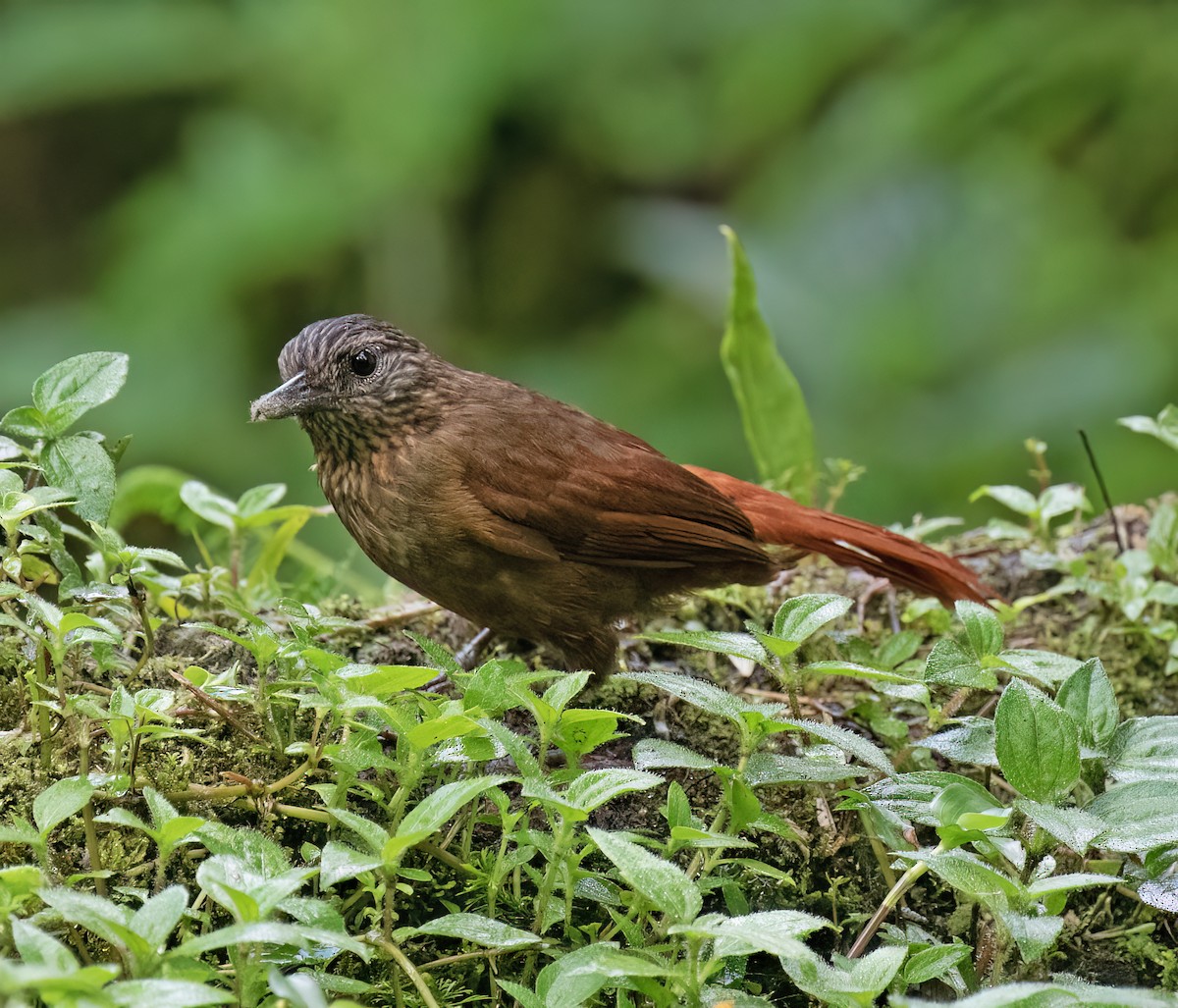 Streak-capped Treehunter - ML646599689