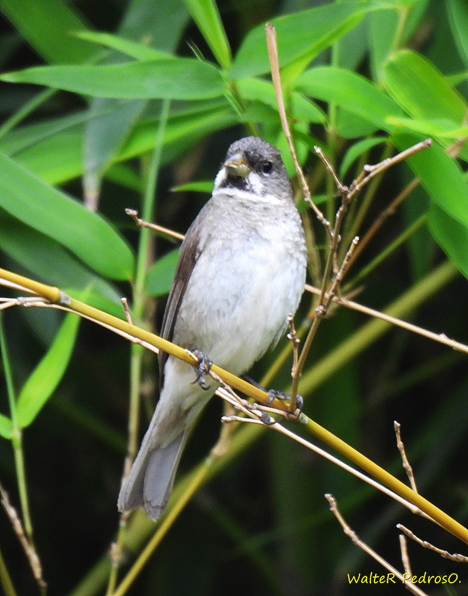 Double-collared Seedeater - ML646599695