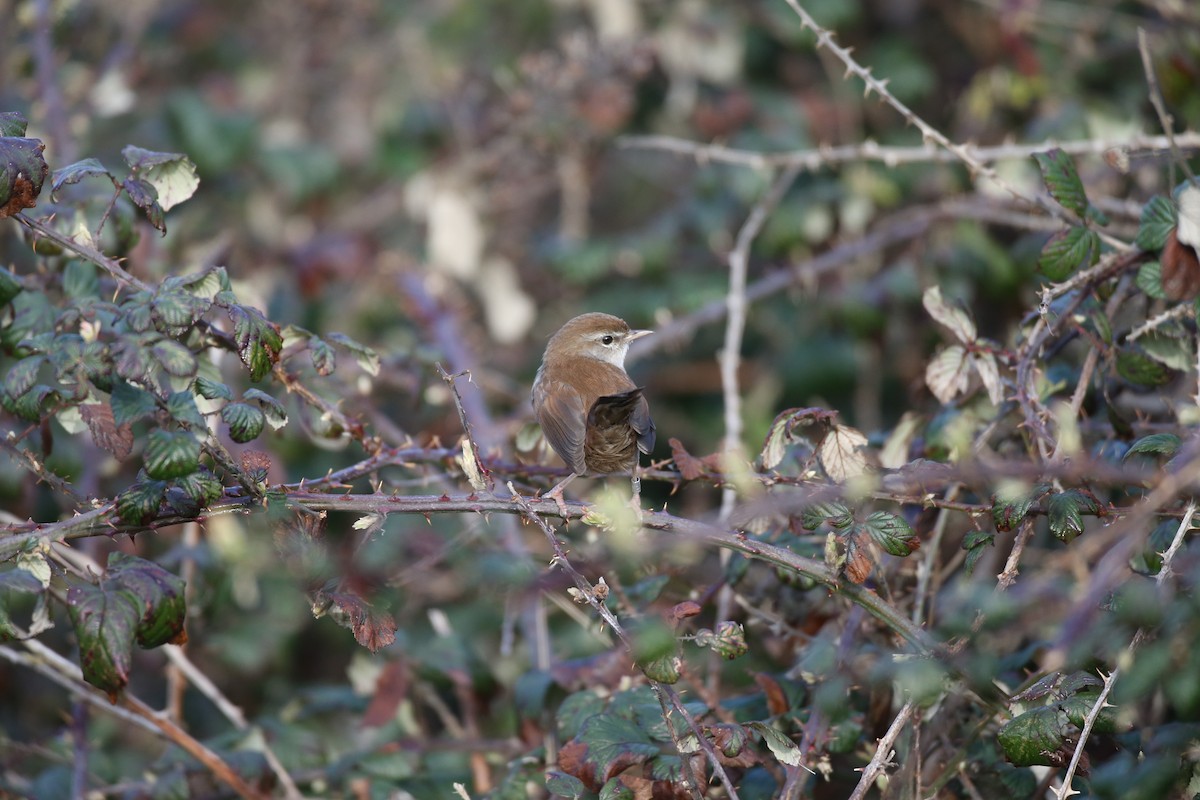 Cetti's Warbler - ML646599706