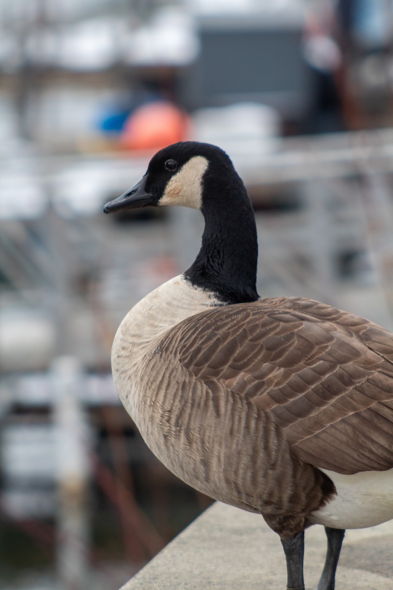 Canada Goose - ML646599710