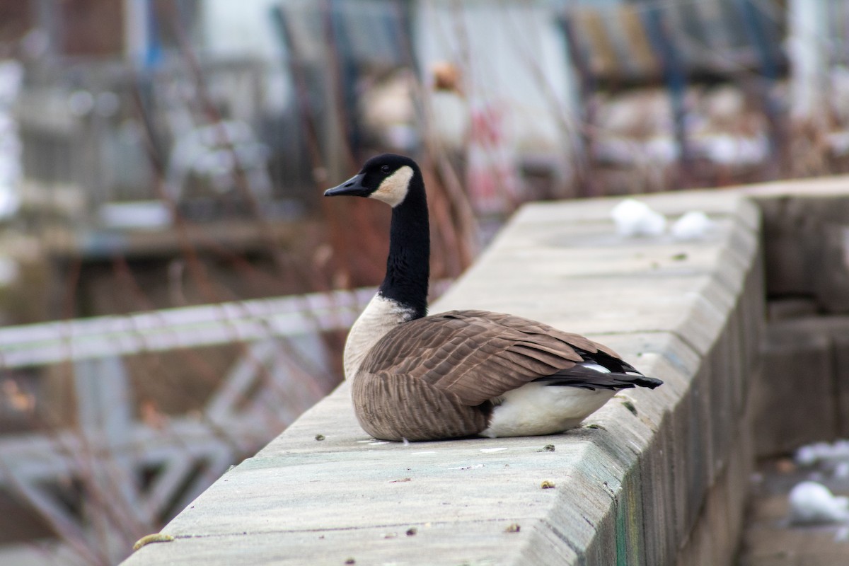 Canada Goose - ML646599711
