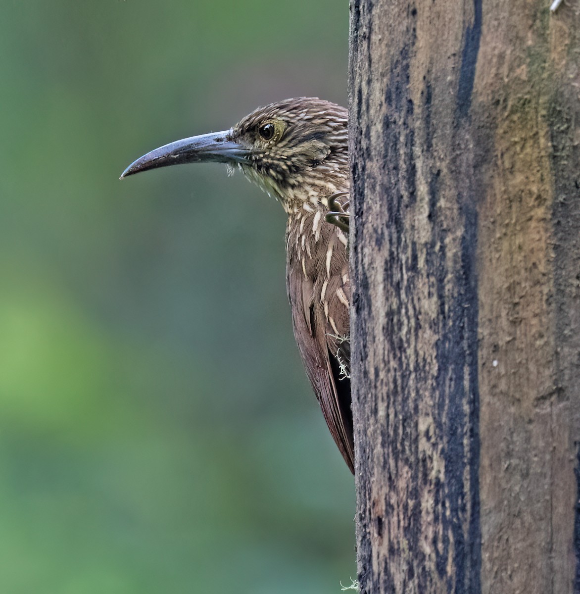 Strong-billed Woodcreeper - ML646599712