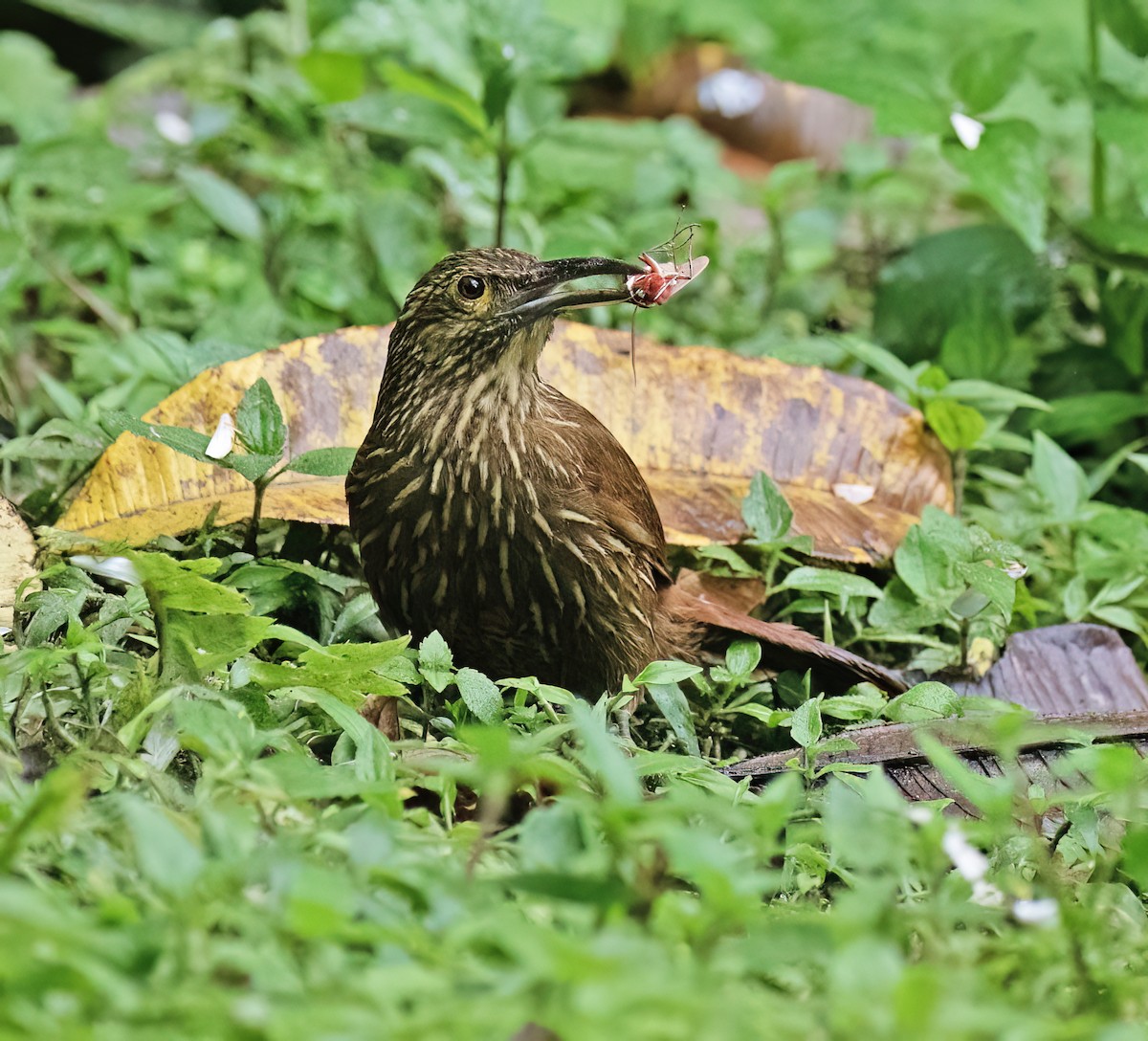 Strong-billed Woodcreeper - ML646599713