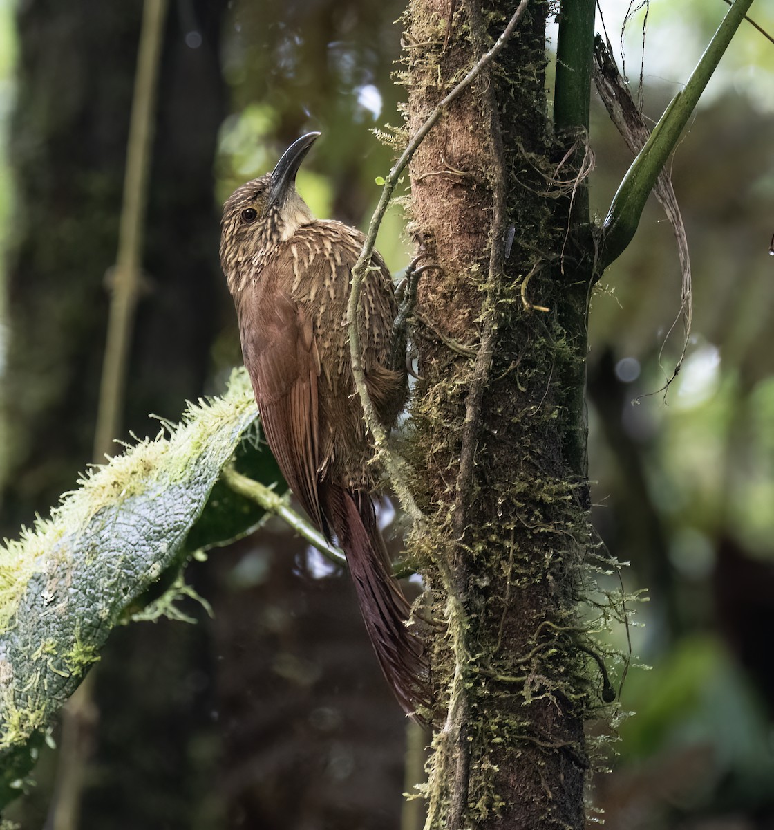 Strong-billed Woodcreeper - ML646599714