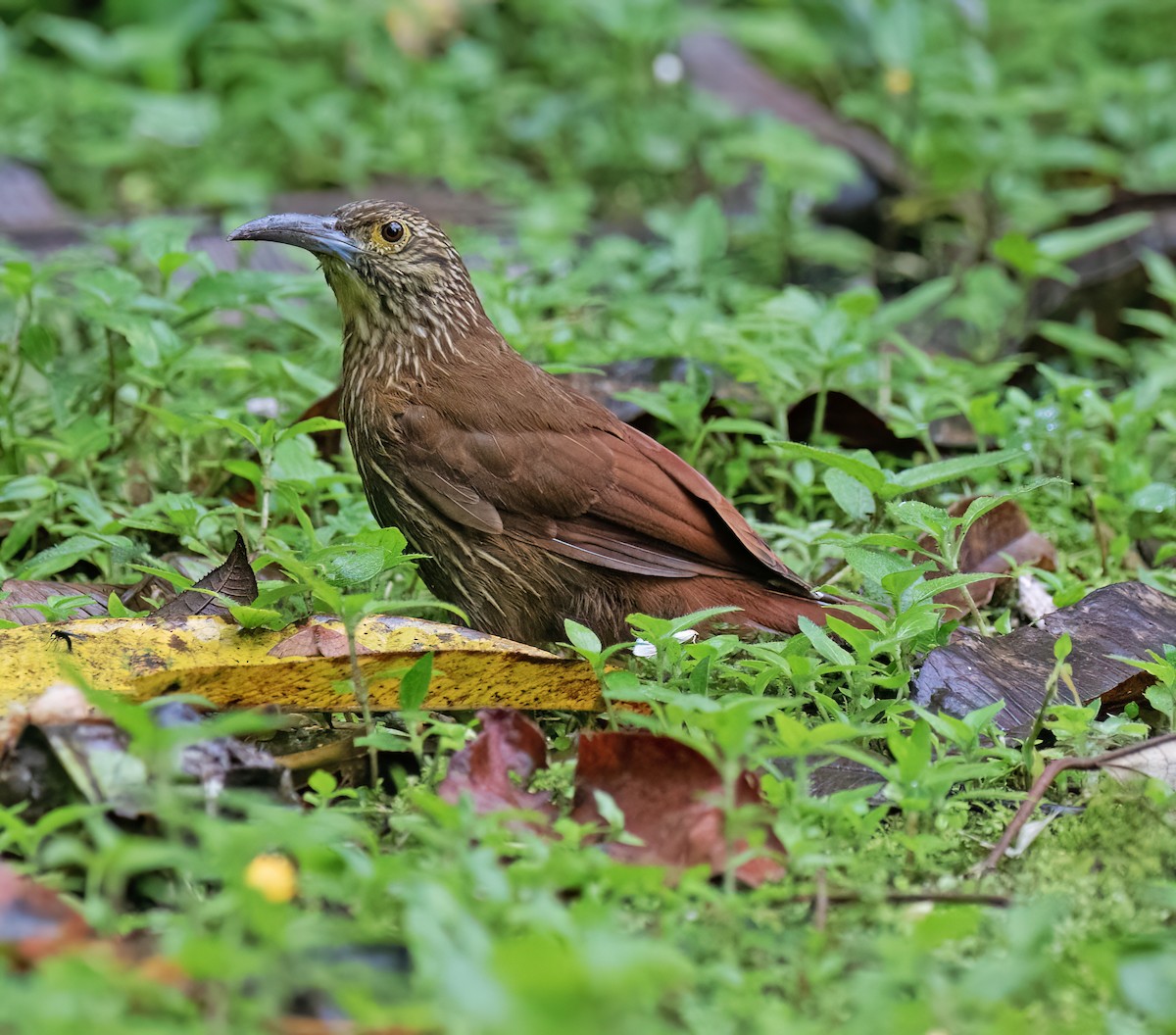Strong-billed Woodcreeper - ML646599715