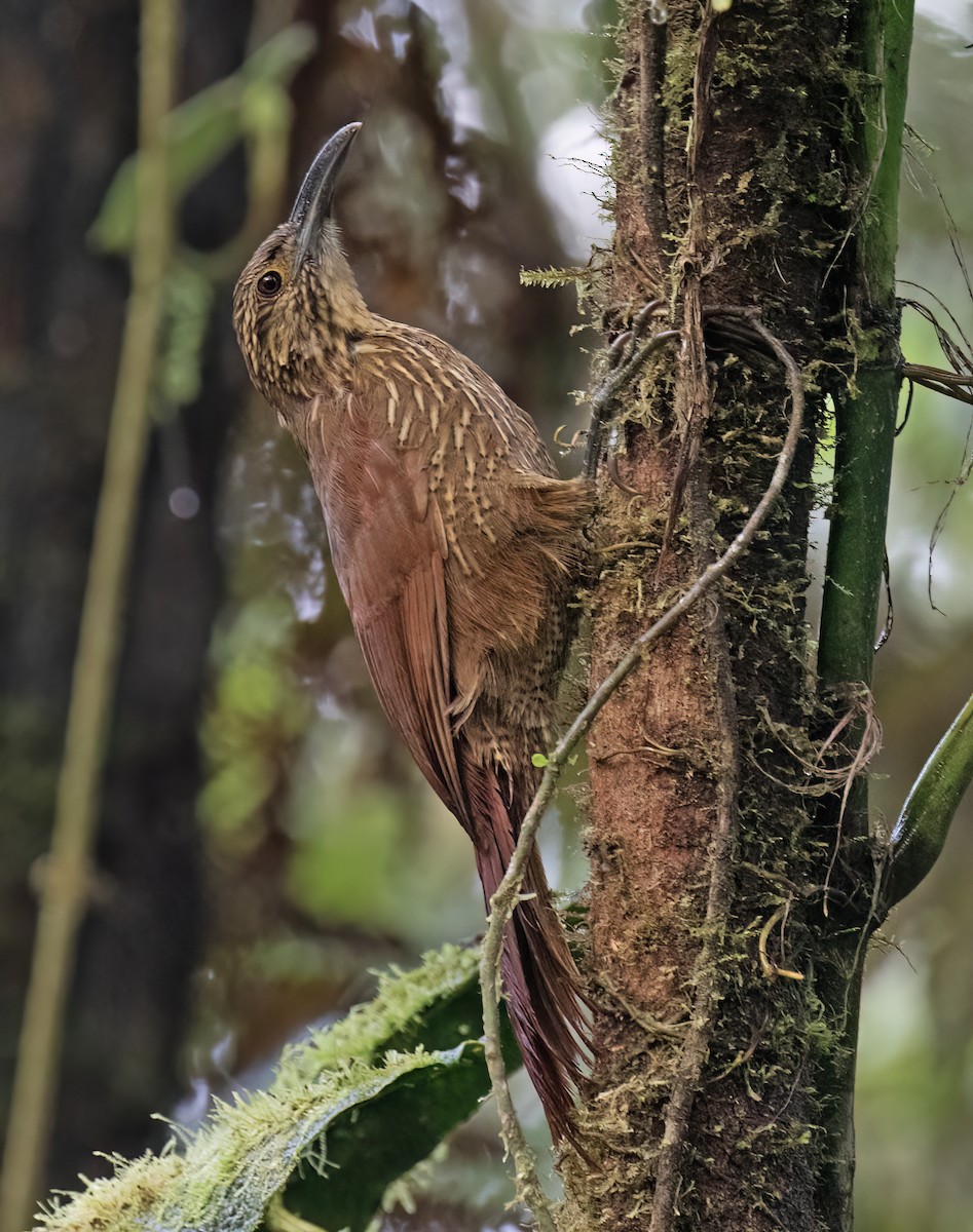 Strong-billed Woodcreeper - ML646599716