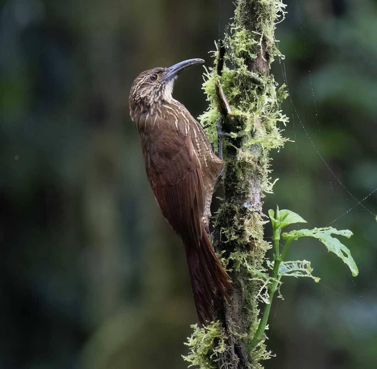 Strong-billed Woodcreeper - ML646599717
