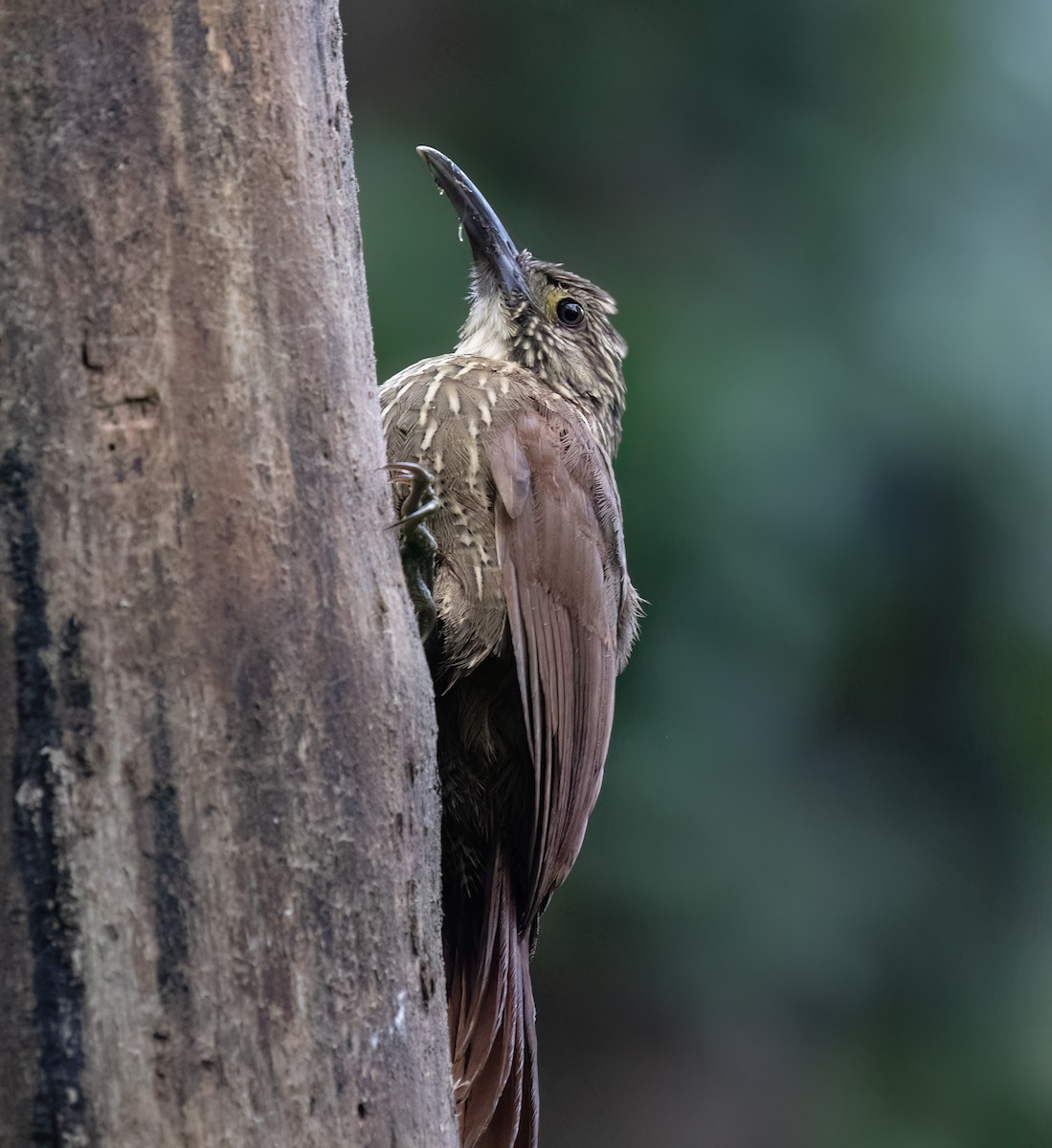 Strong-billed Woodcreeper - ML646599718